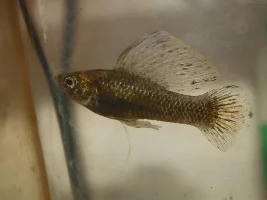 Chocolate sailfin molly