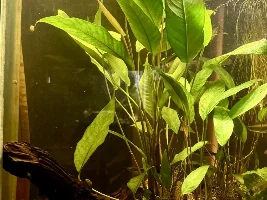 how much different are Echinodorus Grandifolius, to grow, than Anubias