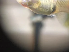 Do all guppies have minor pine cone