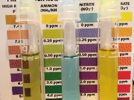 Help! My tank has recorded .25 - .5 ppm of ammonia, and none of the nitrates or nitrites!