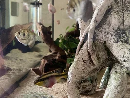 Kribensis sexing