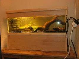 Home Made Betta Set Up