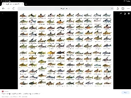 Cory identification sheet