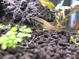 Help sexing apistogramma cacatuoides