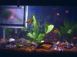what do you think of my aquarium?