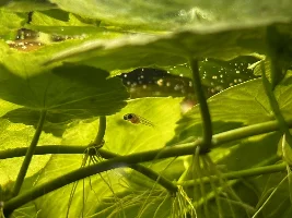 BABY GUPPIES!!