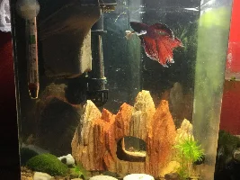 June 2019 Tank of the Month Contest...VOTE NOW!