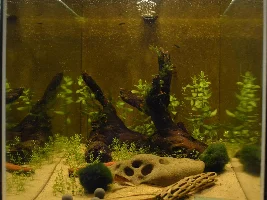 Mini fish room