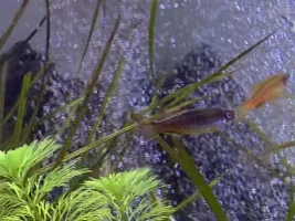 Glowlight Danio changed colour??