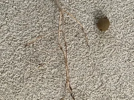 DIY manzanita
