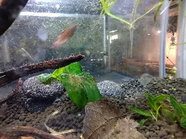 Slimmed Down Fish Room Journal