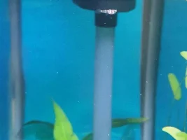 Clown Killi Red Belly