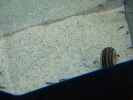 My fishtank pics