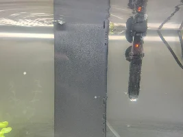 molly in the bottom of the tank