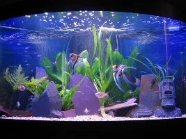 Picture Of Your Tank