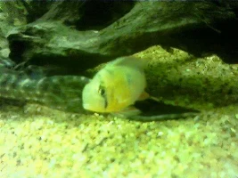 My Tank (not Finished Yet)