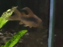 Weird Bronze Corydora?