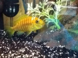 Former Newbie's African Cichlid Experience