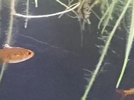 Treating injured fins