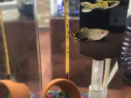 Male or Female?
