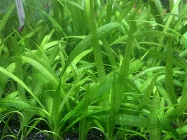 Dwarf Sagittaria