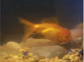 Guess-The-Fish