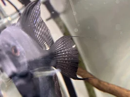 Angelfish turning blue??