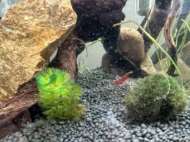 First Shrimp Setup