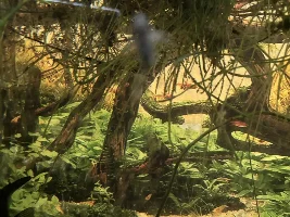 Swarm of bees… Rhinotocinclus Isabelae new since 2022