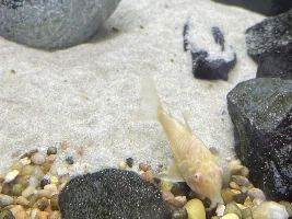 Cories are dying