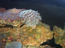 My 125 reef, step by step setup