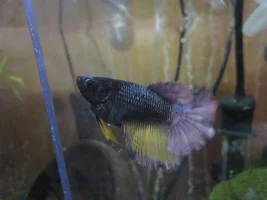 Luna's getting bigger