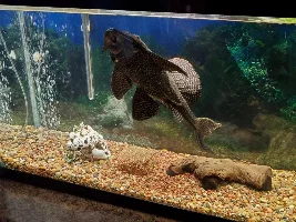 How much food?