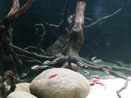 My Discus Show Tank