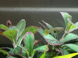 When will my guppy give birth? (Pictures)