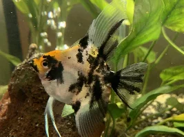 Fish photography