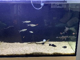 Reed/Rope fish - eating the others??