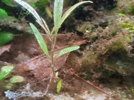 29 for apistogramma lineta