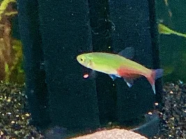 Green Fire Tetra (Aphyocharax rathbuni), a new Tetra for me.