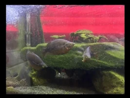 What fish are they?