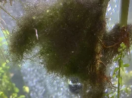 Help!!! Big mistake with moss ball