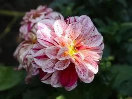 Flowers, flowers, flowers...