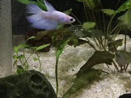 Do microworms cause of lack of ventral fins in betta fry?