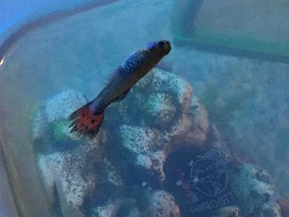 Sick Guppy