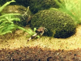 Six gallon UNS tank redo