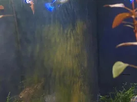 Algae is building up on my tank walls in new 5 gallon