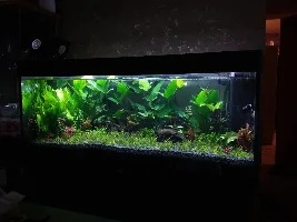 Betta Fin Damage