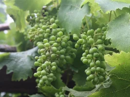 White grape vine