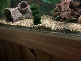 Mariano ball topiary???