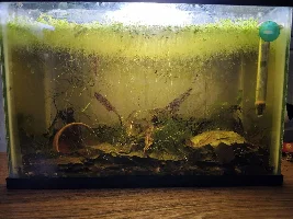 Red Shrimp, Blue Shrimp, I'm Getting New Shrimp!
